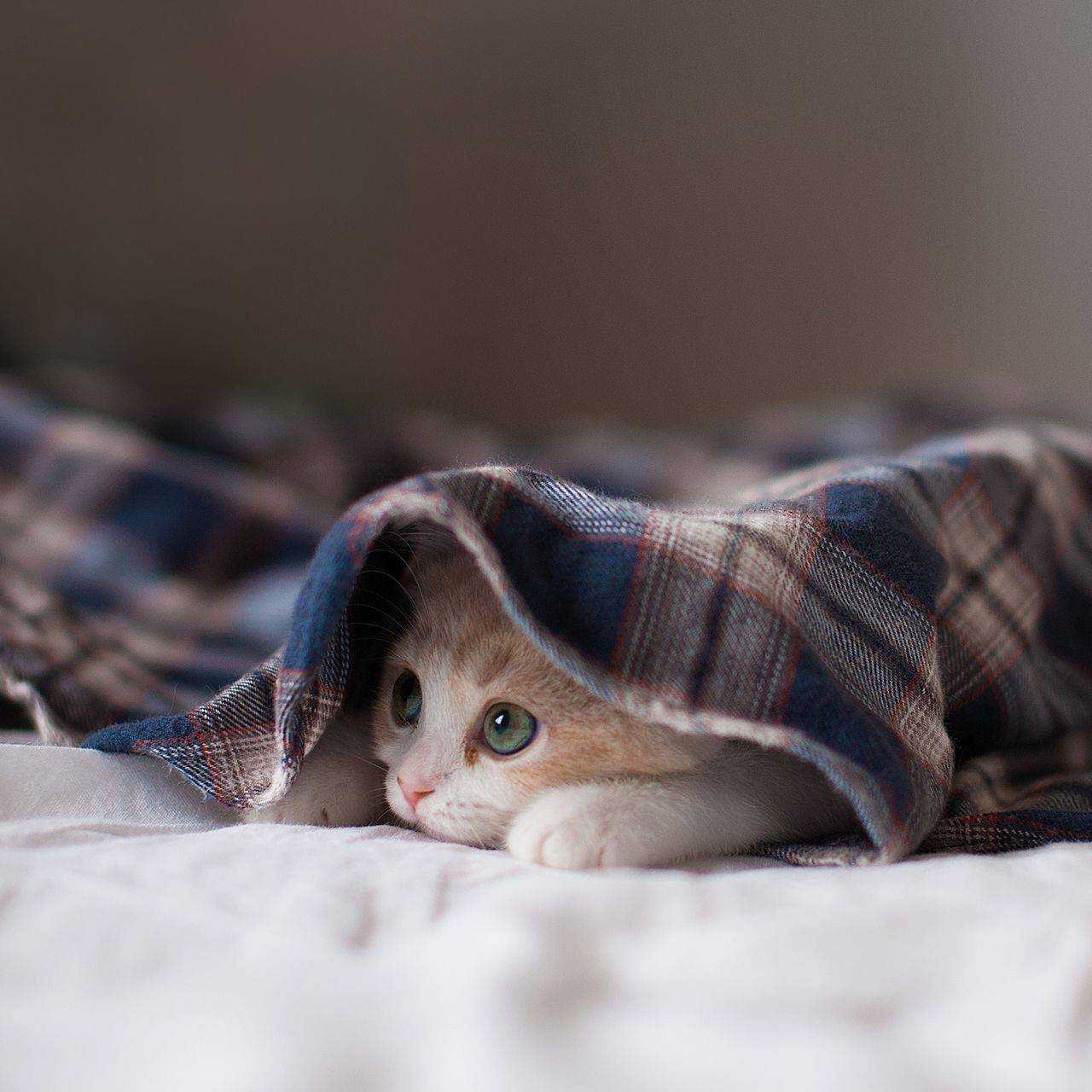 Почему котенок прячется в укромные места