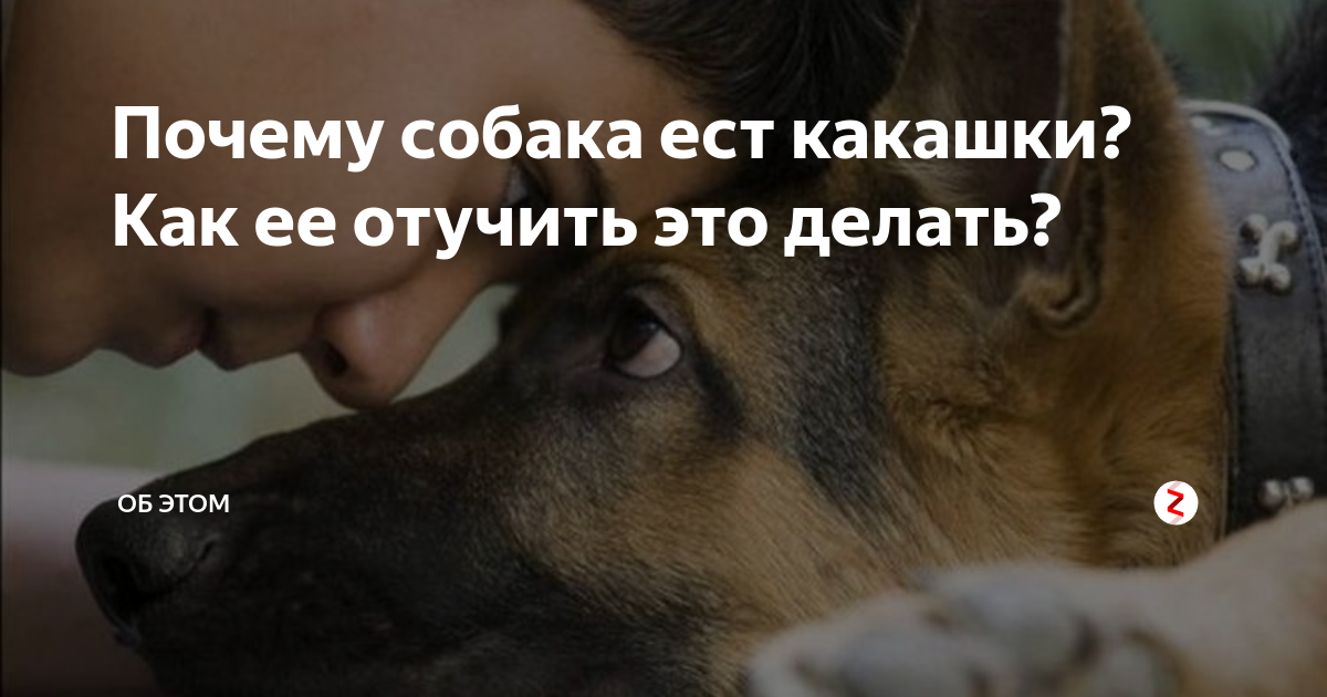 Почему собака ест свой или чужой кал: физиологические и психологические причины копрофагии у собак, 6 способов отучения, полезные советы