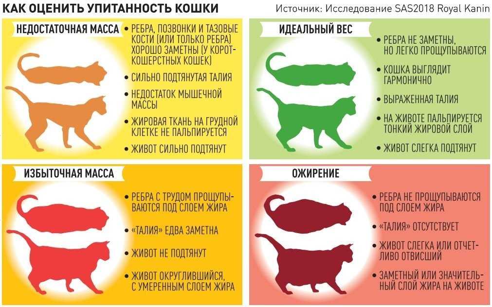 Худая шотландская кошка: проблема и решение