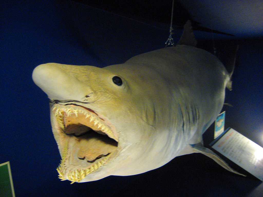 Акула-гоблин: описание, места обитания, интересные факты. хищник океана акула домовой (гоблин) морской гоблин