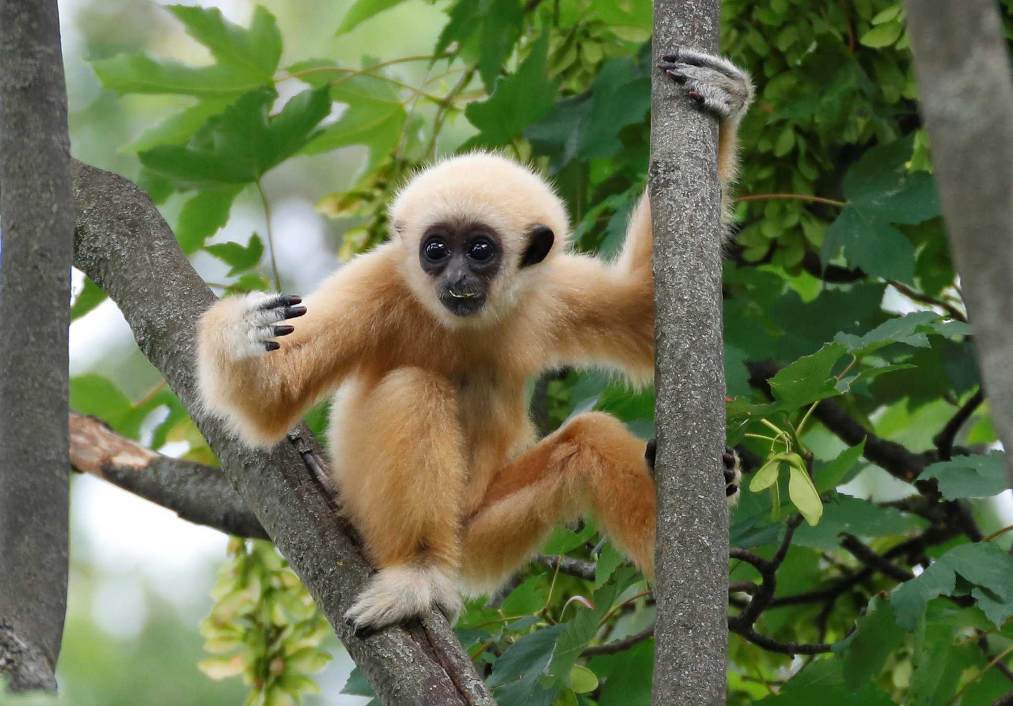 Нет более длинноруких обезьян чем гиббоны. гиббон: фото, описание, виды и самые интересные факты