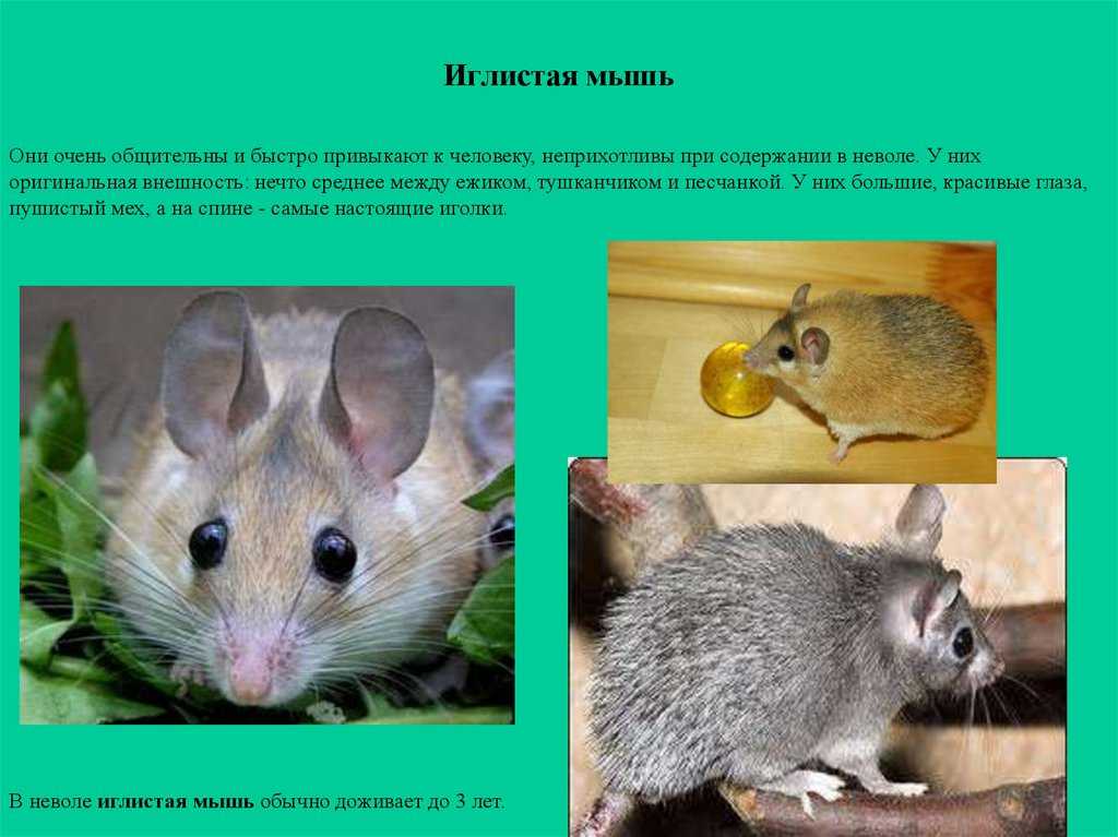 Мышь: описание, виды, среда обитания, что едят, враги и образ жизни | планета животных