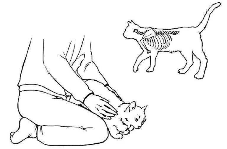 Как спасти подавившуюся кошку: 12 шагов