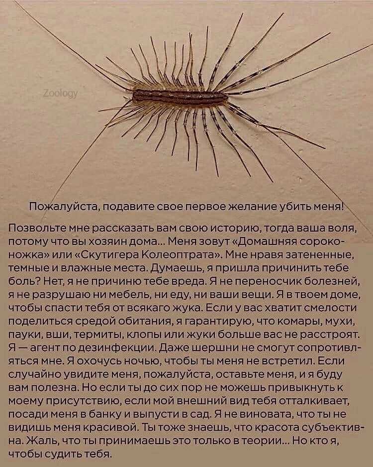 Сороконожка домашняя: виды, чем питается и какого размера бывает