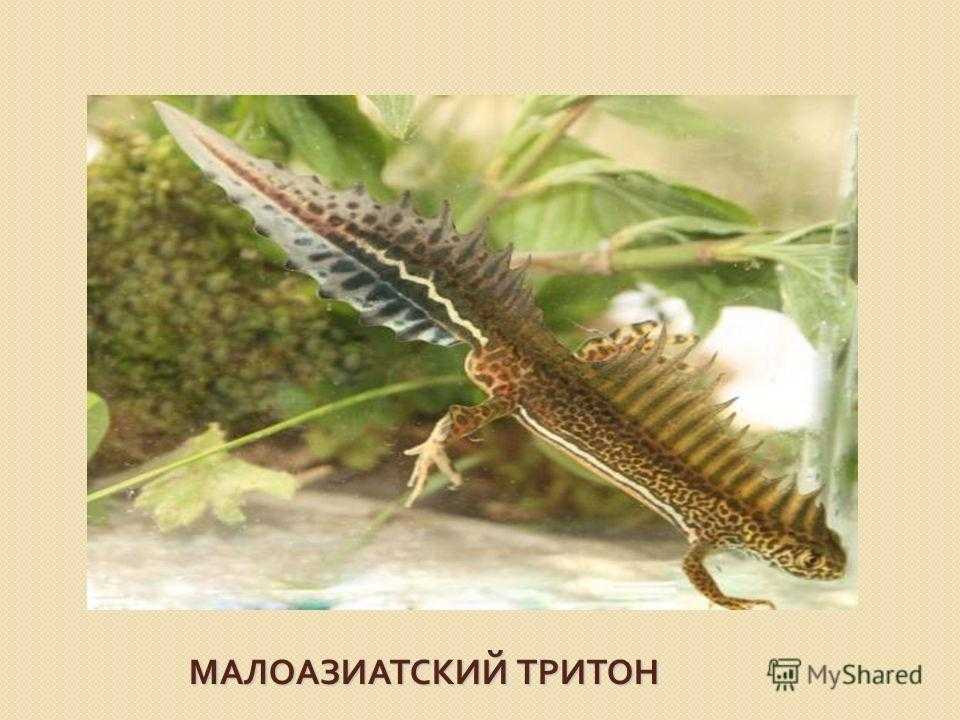 Малоазиатский тритон — энциклопедия руниверсалис