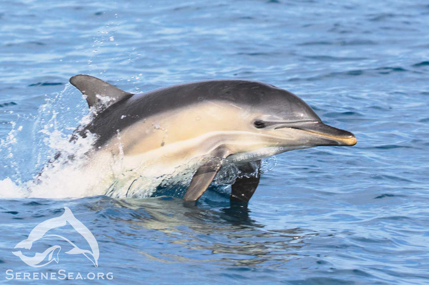 Обыкновенный дельфин | virtual laboratory wiki | fandom