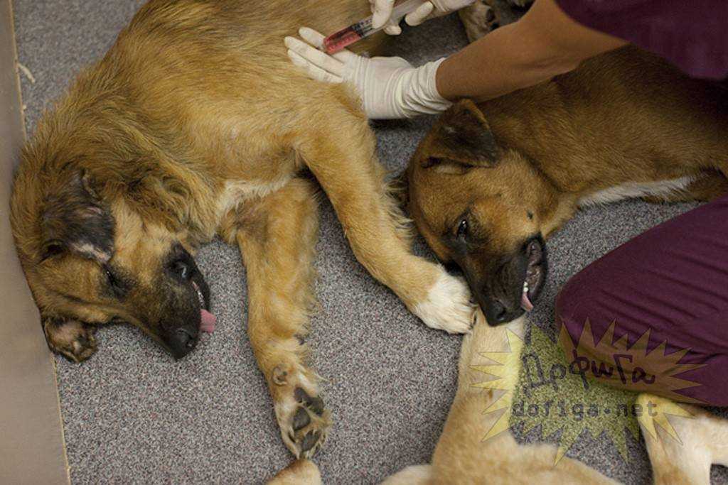 Усыпление собак от 1 500 руб - зоомедик