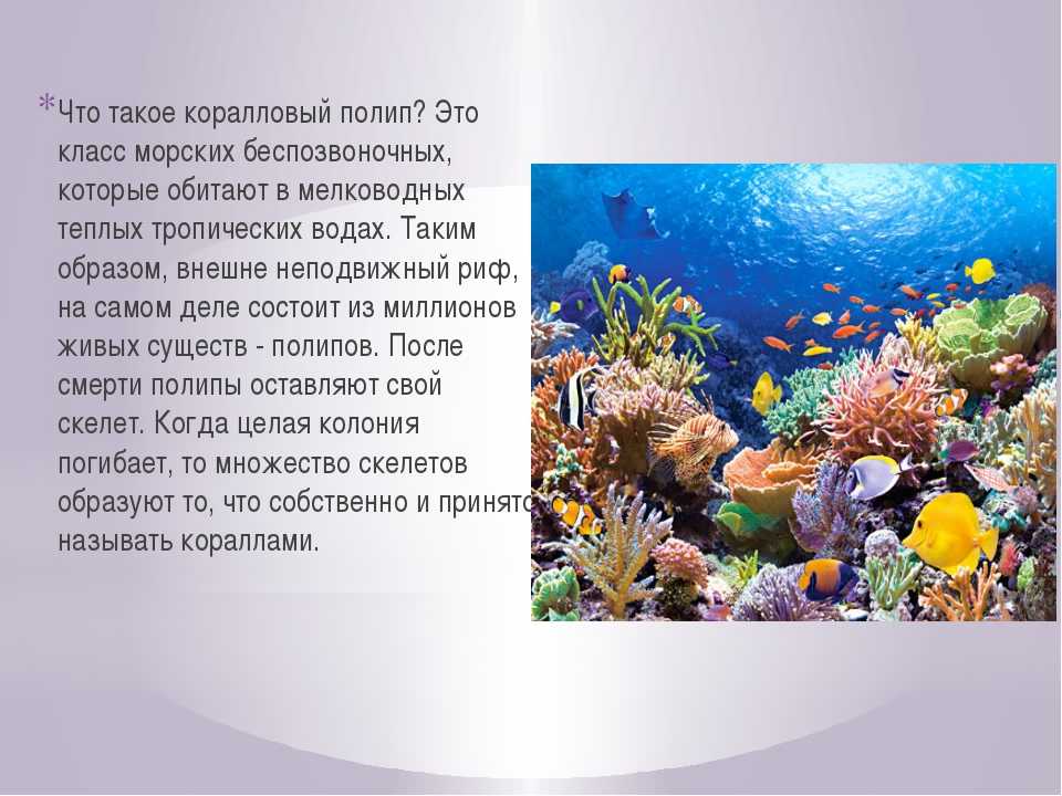Кораллы относятся к животным или растениям?