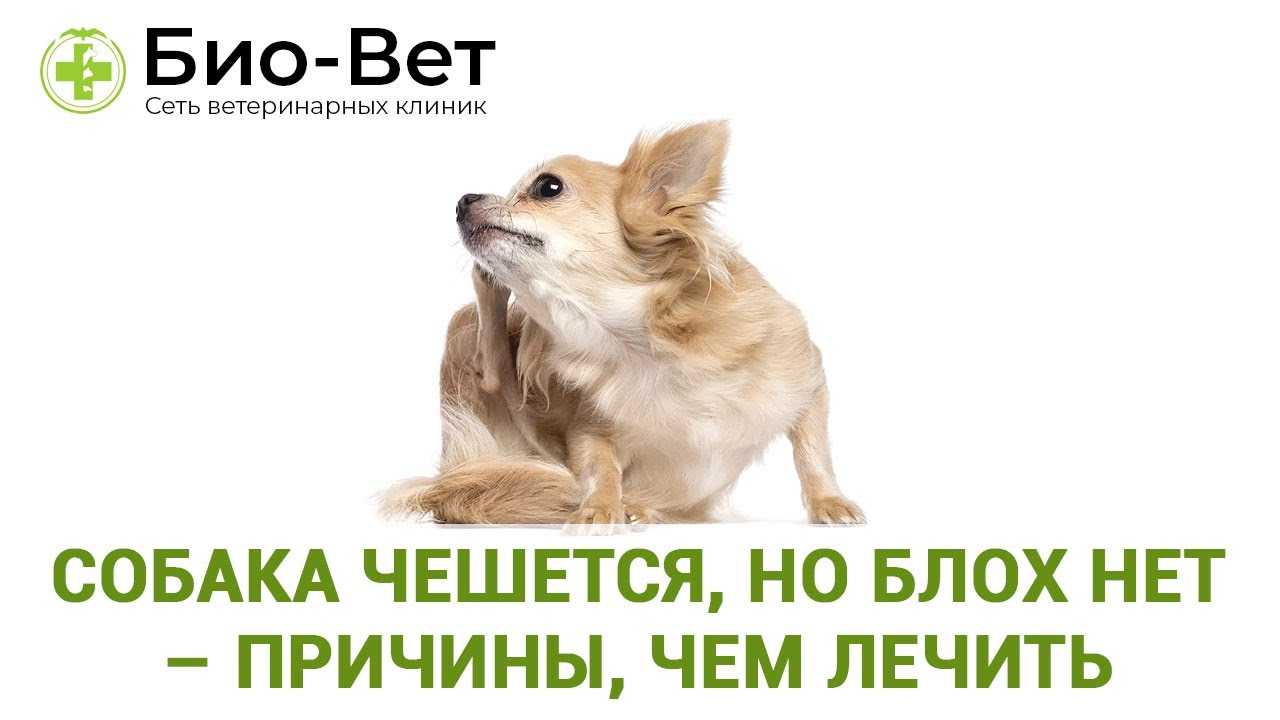 Блошиный дерматит у собак: симптомы, как выглядит, лечение в домашних условиях