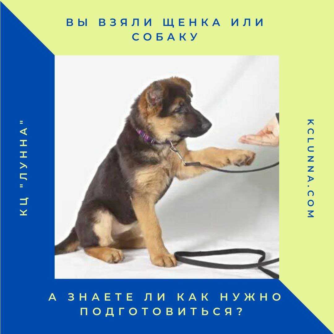 Адаптация собаки на новом месте и привыкание к новому хозяину