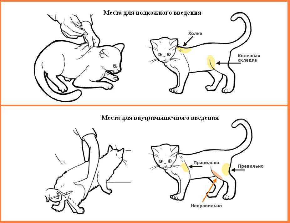 Колит у кошки как результат погрешности кормления