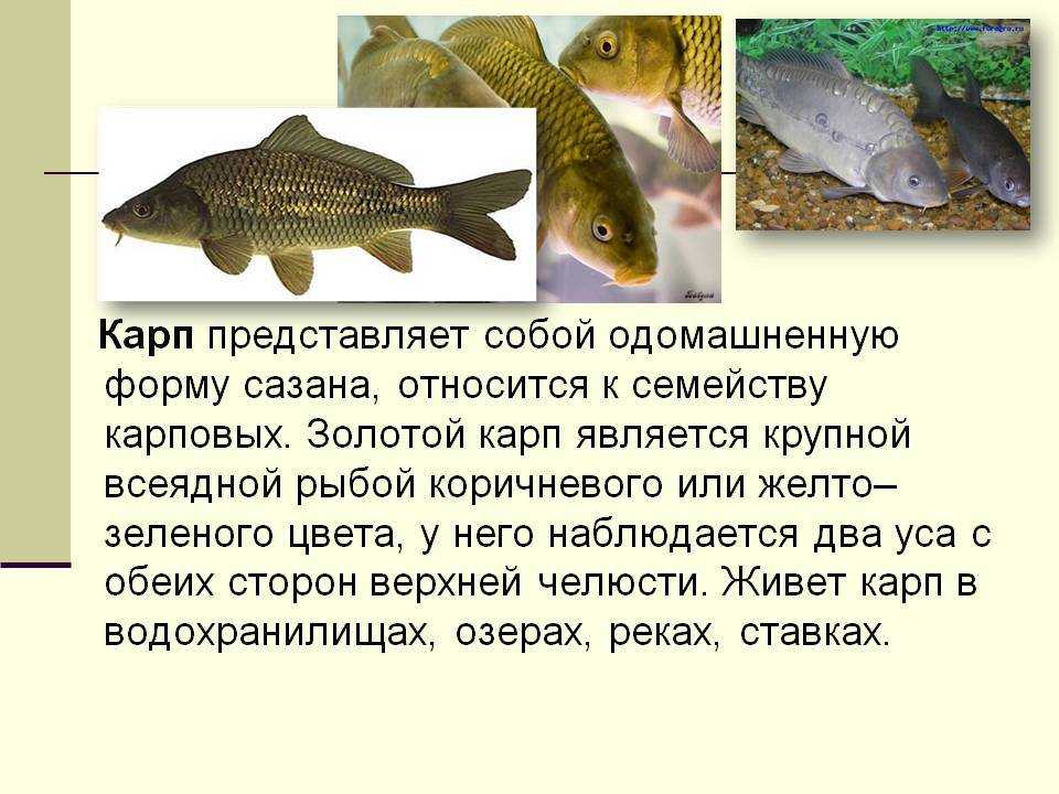 Сом - подробное описание и фото рыбы: где обитает, чем питается
