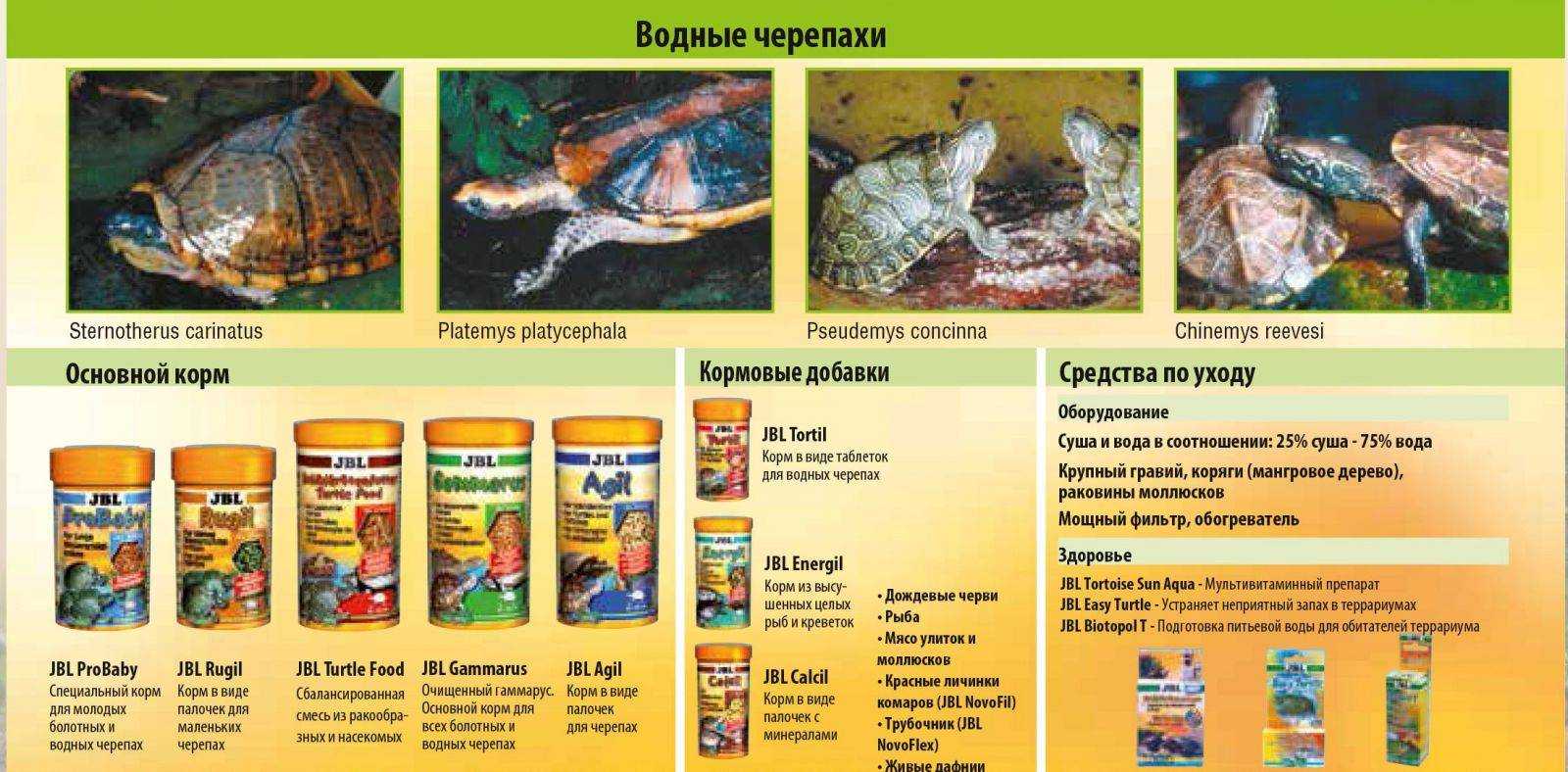 Как часто нужно кормить красноухую черепаху в домашних условиях, сколько раз в день должен есть питомец