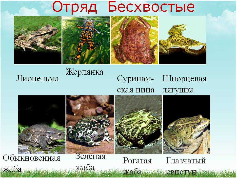 Самые красивые лягушки и жабы в мире и их прекрасные фото