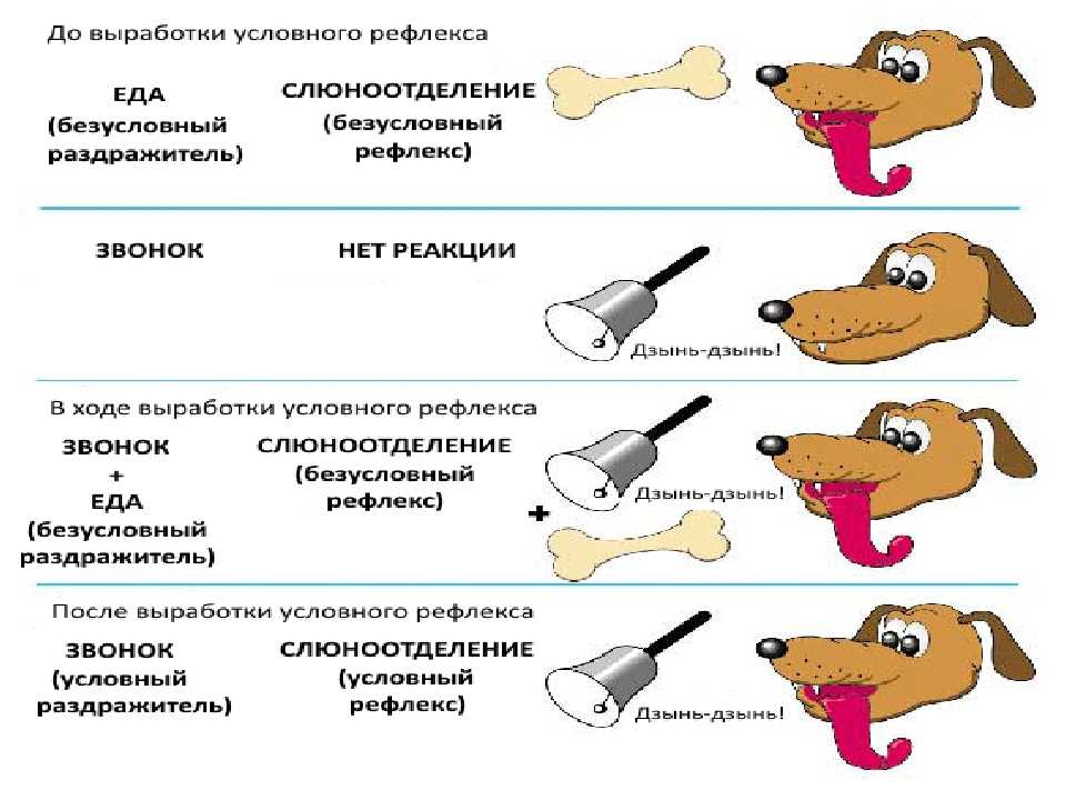 Что такое эксперимент павлова с собакой на условный рефлекс