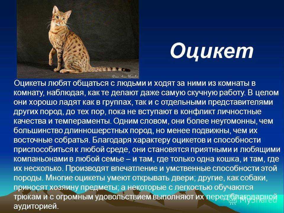 Описание оцикетов с фото, история происхождения породы  Отзывы, окрасы и стандарты кошек Характер и дрессировка