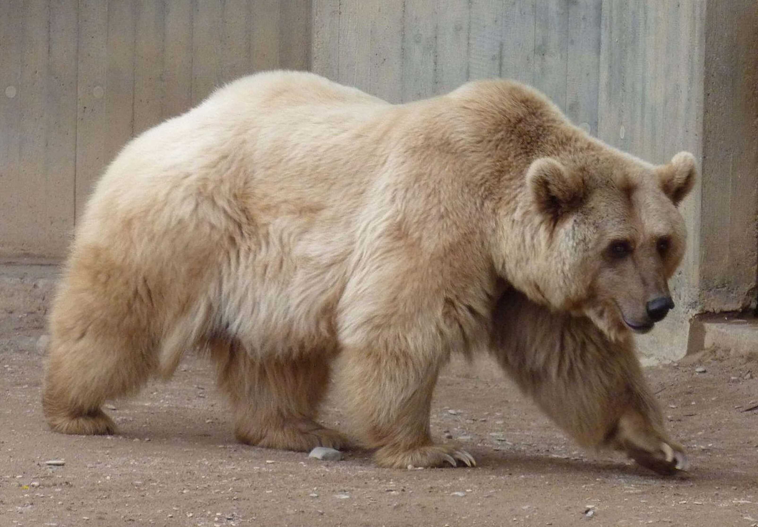 Виды медведей - фото, названия, описания, особенности