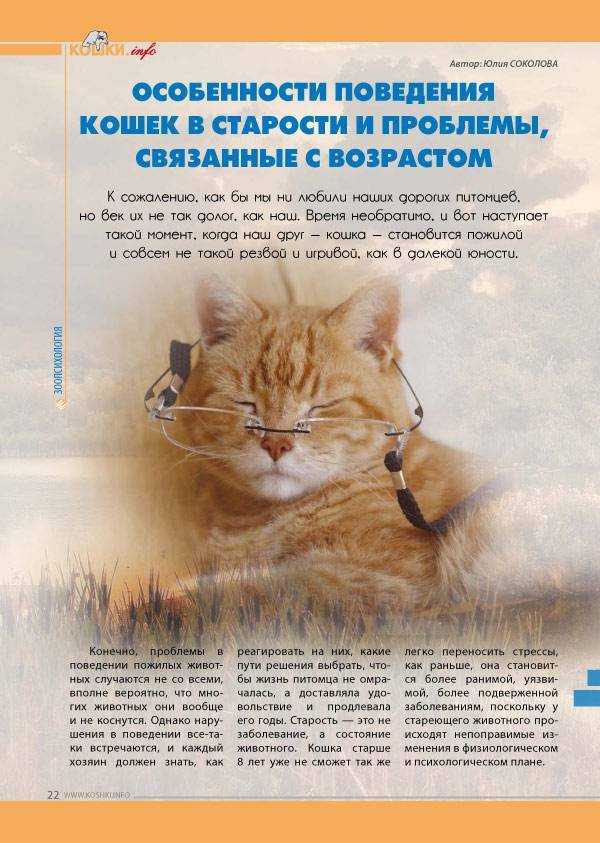 О чем думают кошки с научной точки зрения: самые шокирующие гипотезы
