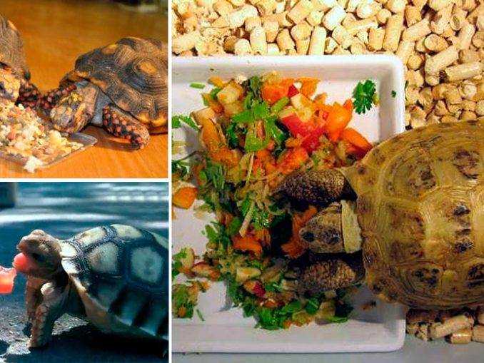 Сколько раз кормить среднеазиатскую черепаху