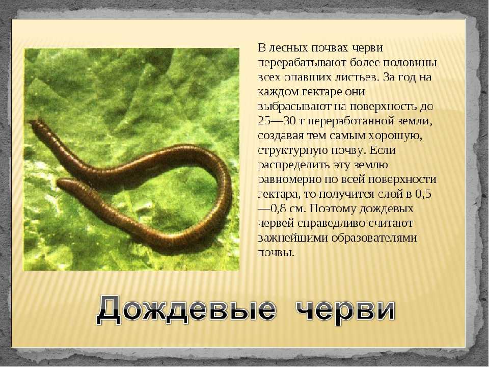 Самый большой земляной червь. где обитают гигантские черви.