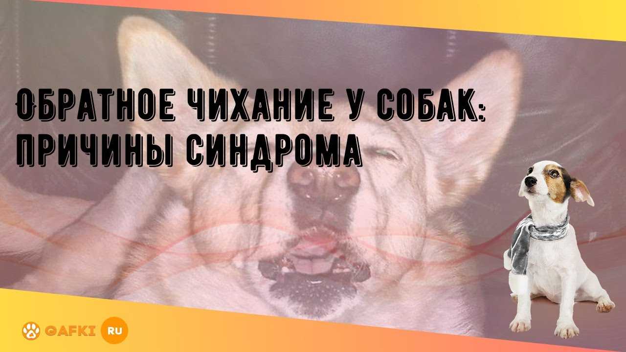 Обратное чихание у собак: причины и первая помощь питомцу | ваши питомцы