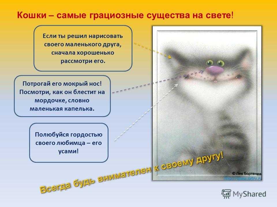 Сухой нос у кота. что это значит? список опасных болезней и естественных причин