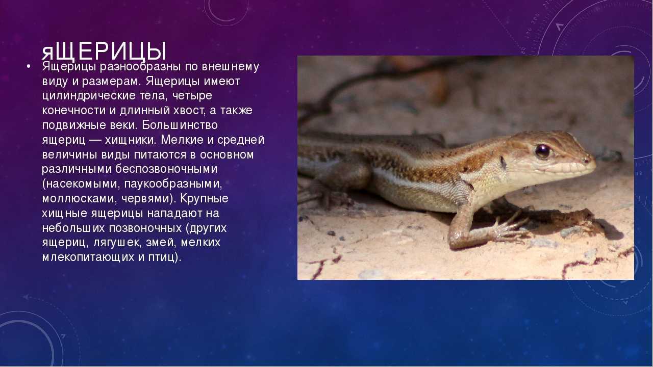 Гекконы - описание, виды, содержание и уход