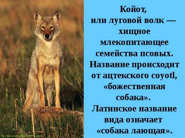 Coyote dog mix breed information - what is a coydog?  - your dog advisor