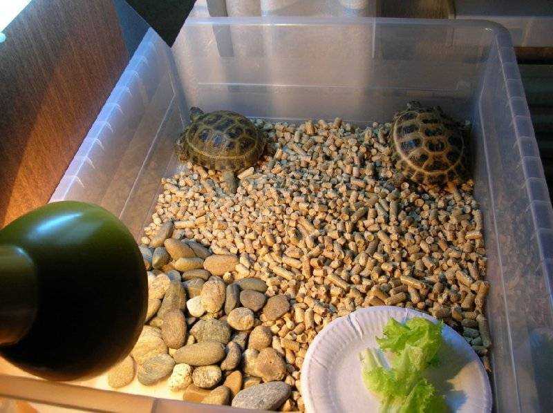 Уход за сухопутной черепахой в домашних условиях — гид по косметике