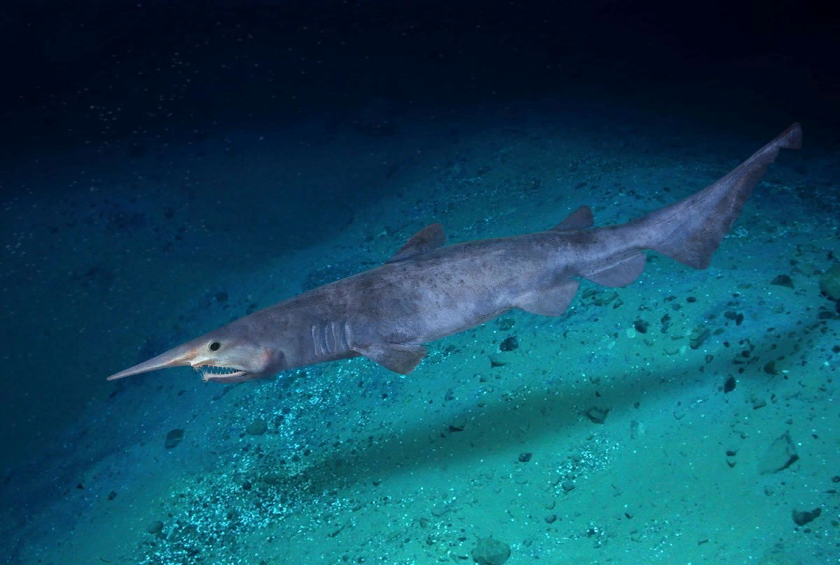 7 самых странных акул, которые действительно существуют