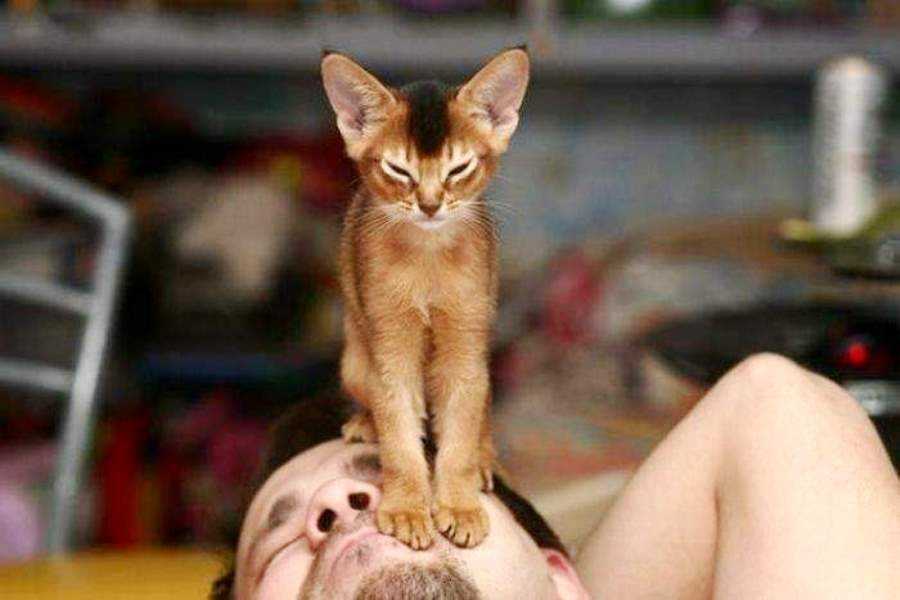 Почему и зачем кошки лапами мнут человека, как будто делают массаж, что это значит?