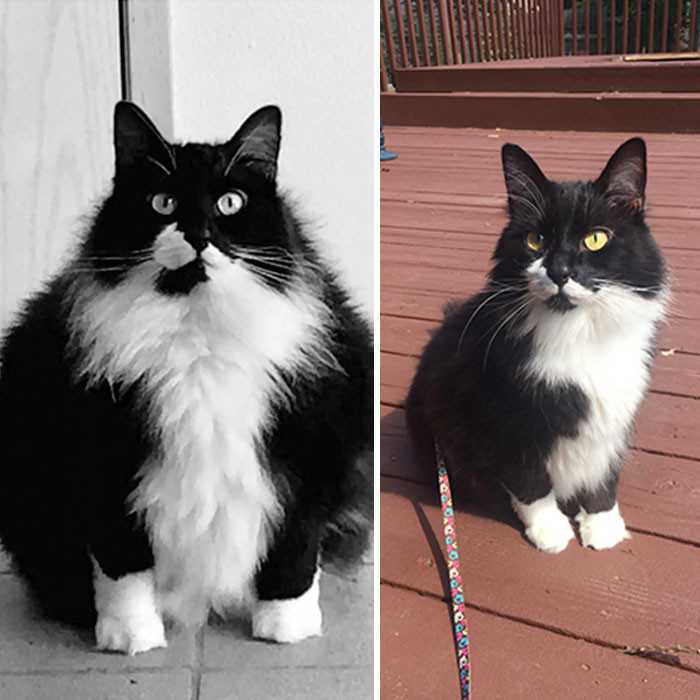 Кошка худеет