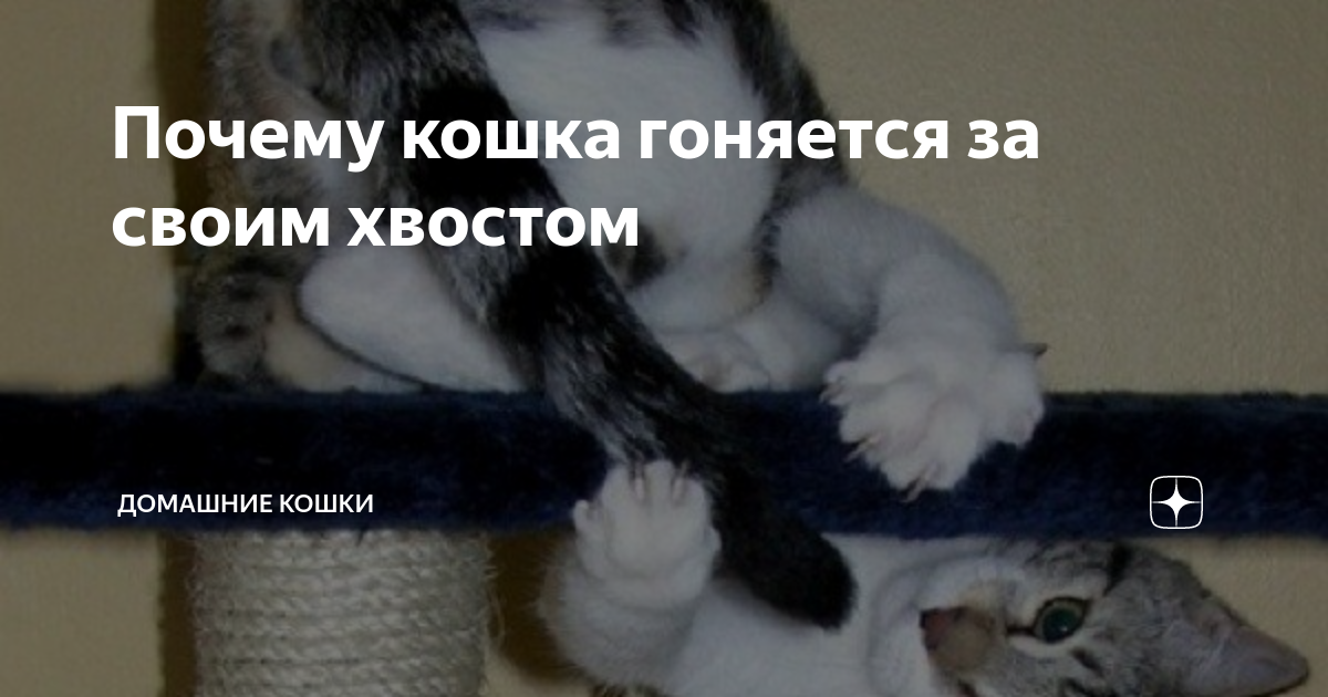 Почему кошка бегает за своим хвостом: разбираемся в интересном вопросе | ваши питомцы
