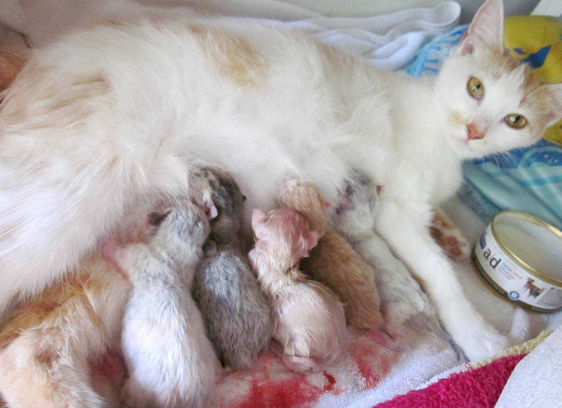 Сколько котят кошка может родить в первый раз и за всю жизнь, от чего зависит количество малышей в помете?