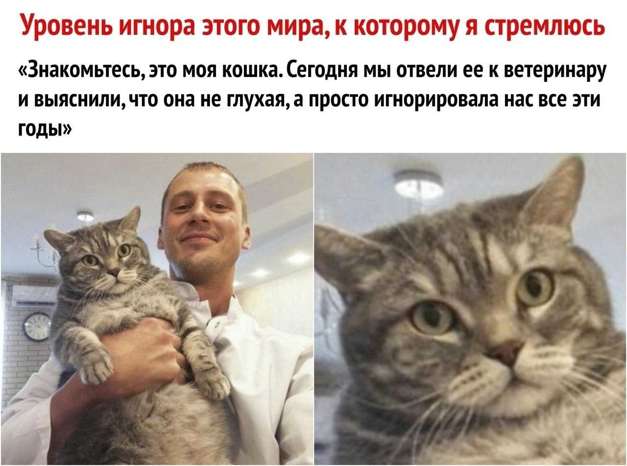 10 самых известных аборигенных пород кошек россии. описание и фото — ботаничка