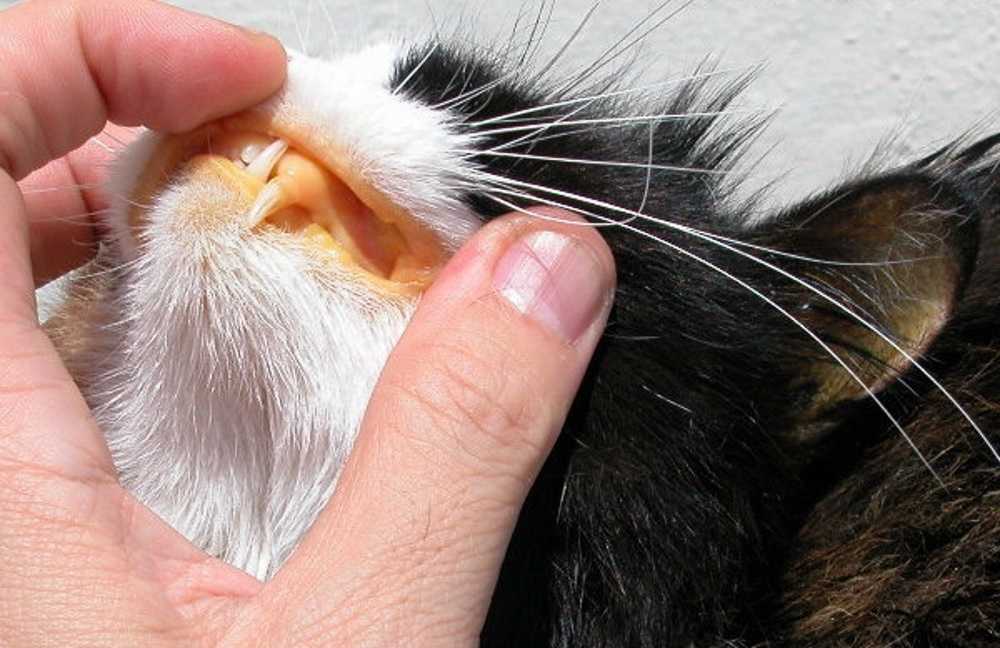 Почему опухла губа у кошки и как лечить питомца