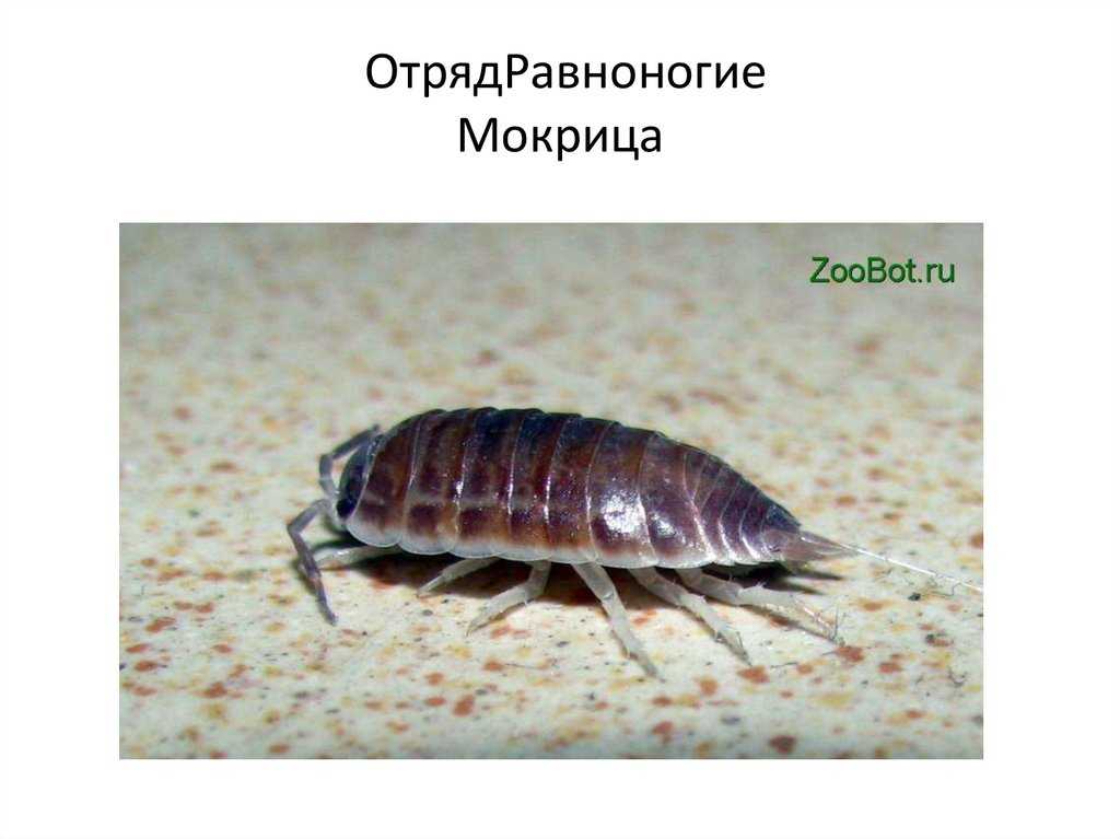 Описание мокриц — чем питаются, чем опасны, как размножаются и сколько живут