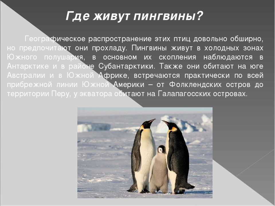 Хохлатый пингвин  фото, описание, ареал, питание, враги 
     > интересные факты о животных, птицах, растениях