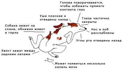 Беспокойное поведение собаки: причины и методы устранения | ваши питомцы