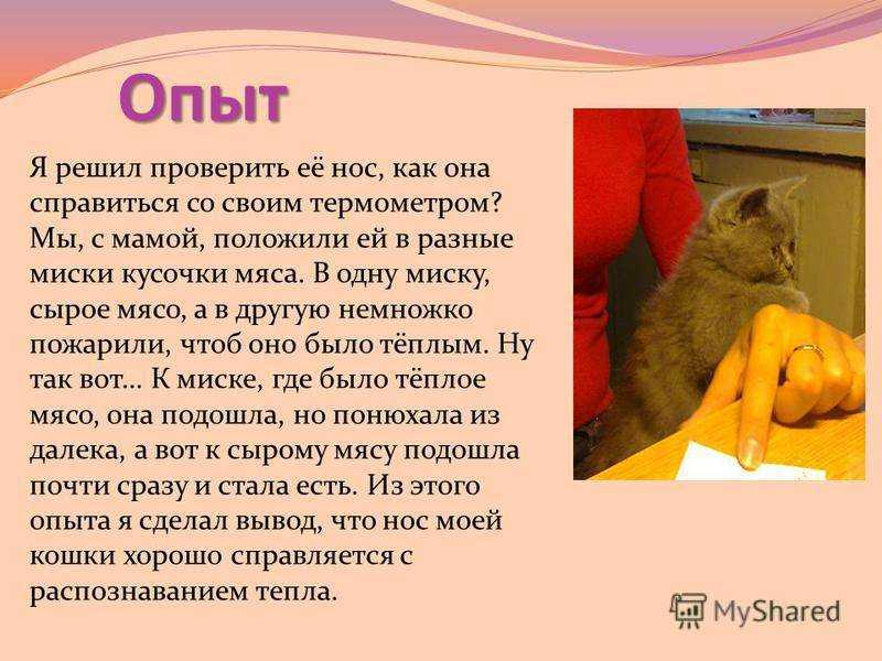 Нос у кошки: общая информация и уход | ваши питомцы