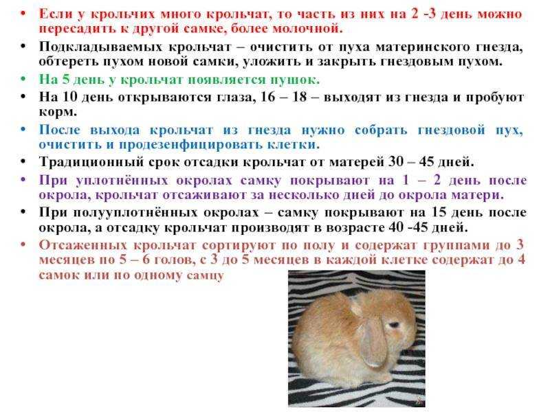 Случка и спаривание кроликов в зимний и летний период