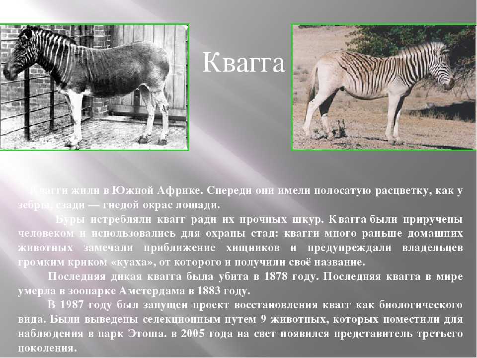 Самые древние животные из живущих на земле