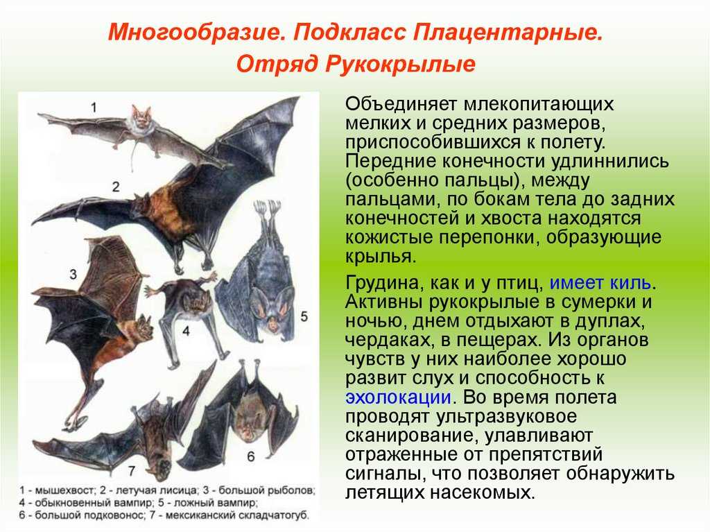 Летучие мыши: описание, виды, среда обитания, что едят, враги и образ жизни | планета животных