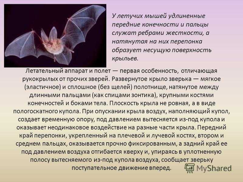 Семейство бульдоговые летучие мыши