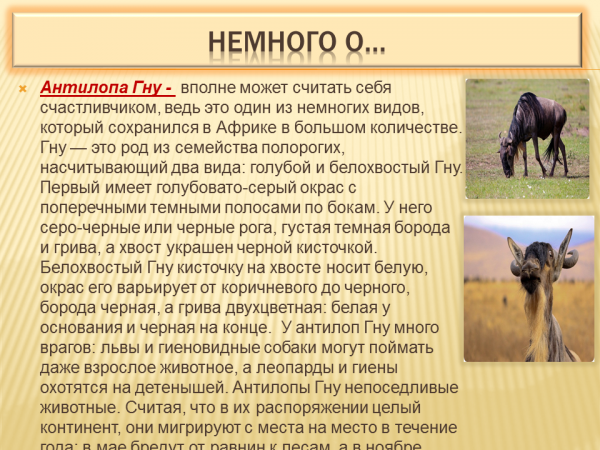 Антилопа: как выглядит животное, интересные факты и много фото