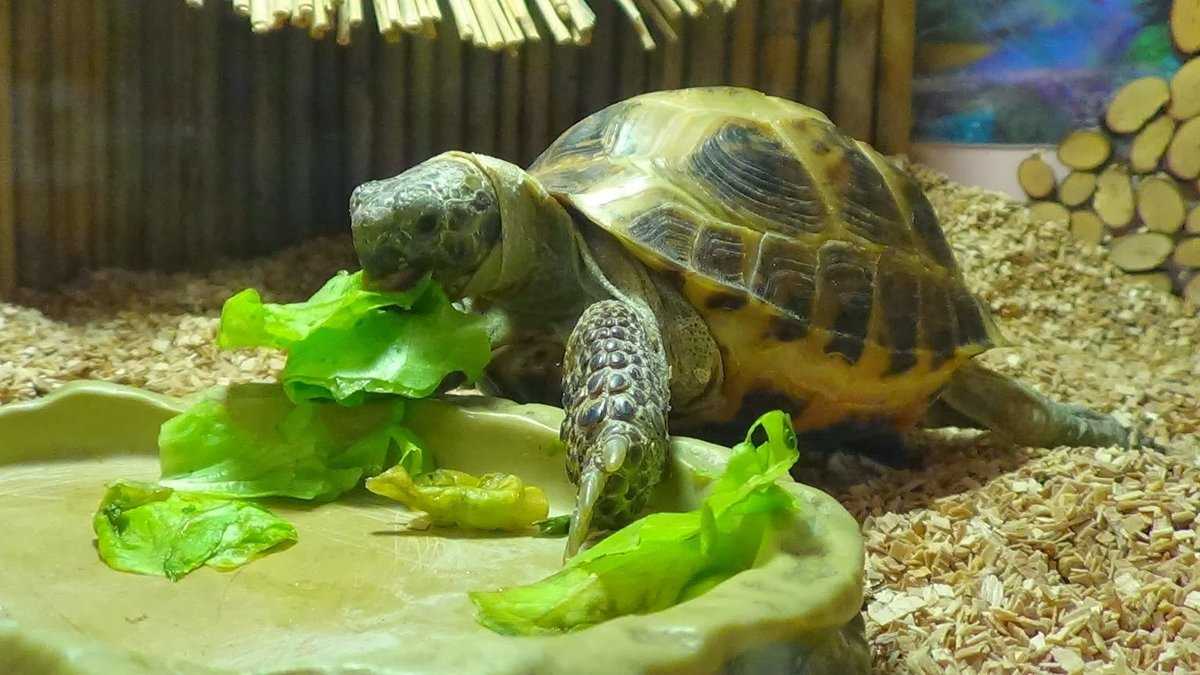 Как ухаживать за сухопутной черепахой в домашних условиях