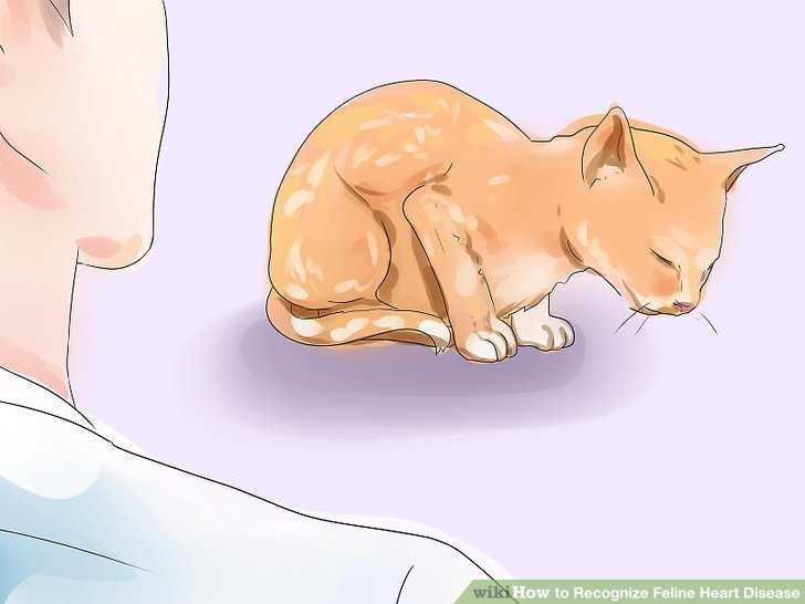 Кошка кашляет, как будто подавилась, хочет вырвать, хрипит, чихает: что делать, причины и лечение