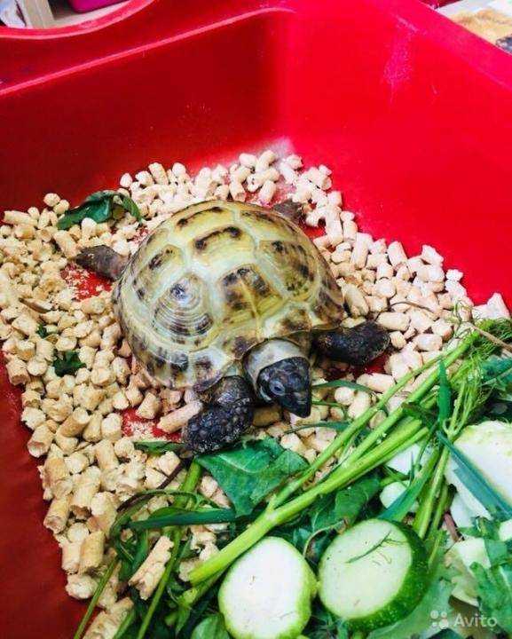 Что едят сухопутные черепахи, чем их можно кормить в домашних условиях и чем нельзя