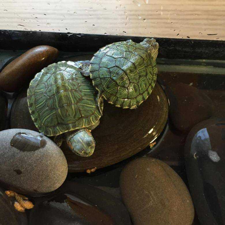 Как ухаживать за черепахой в домашних условиях?