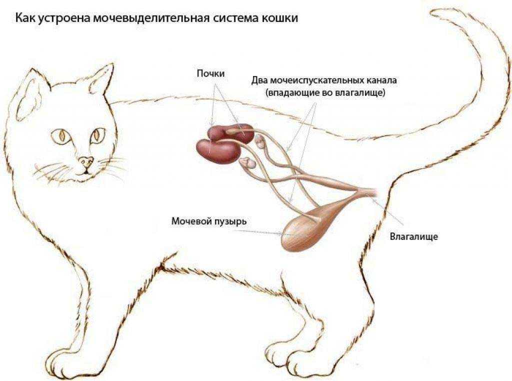 Поликистоз почек у кошек: сколько проживет и можно ли вылечить?